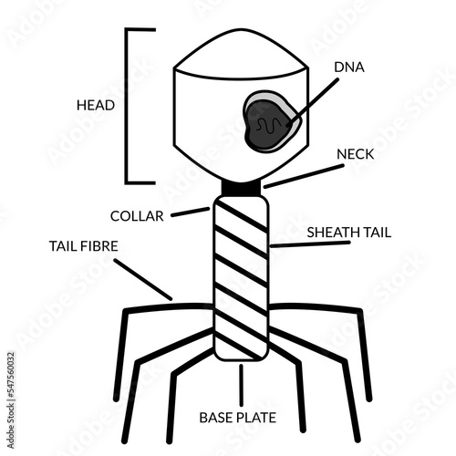 Structure and anatomy of bacteriophage black white. Labeled with head, DNA, tail, neck, Baseplate. For biology learning at school. infographics, education