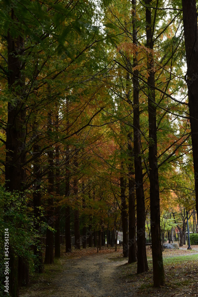 Fototapeta premium Beautiful and colorful autumn landscape, yellow, orange and red.