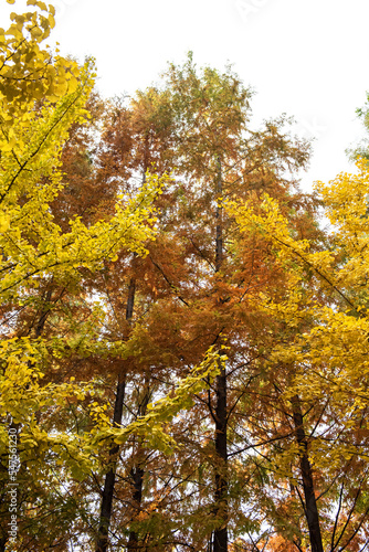 Beautiful and colorful autumn landscape  yellow  orange and red.