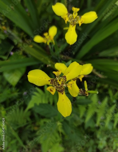 Close-up top view of bright yellow with brown spots of trimezia flowers blooming in tropical garden outdoors on natural background