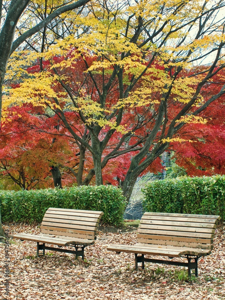 Tokyo,Japan - November 20, 2022: Two benches in a park on autumn leaves background in Japan
Tokyo,Japan - November 20, 2022: Two benches in a park on autumn leaves background in Japan