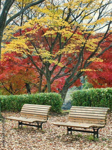 Tokyo Japan - November 20  2022  Two benches in a park on autumn leaves background in Japan 