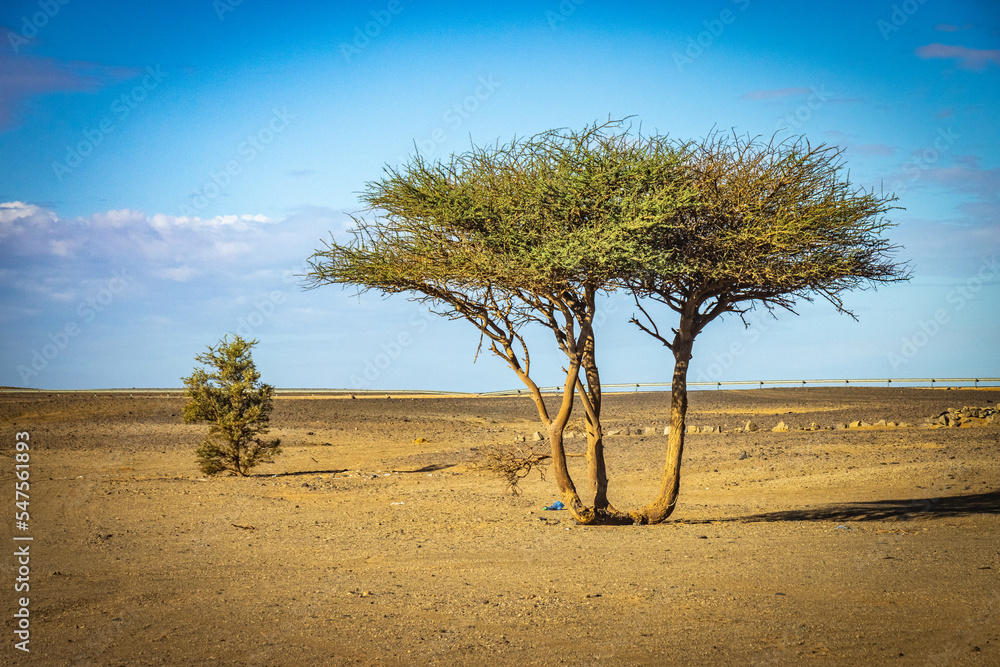 Lone Acacia Tree In Moroccan Desert North Africa Stock Photo Adobe Stock