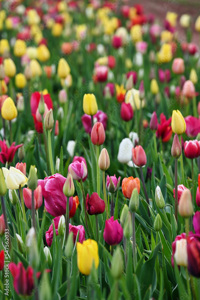Fototapeta premium Tulpenfeld