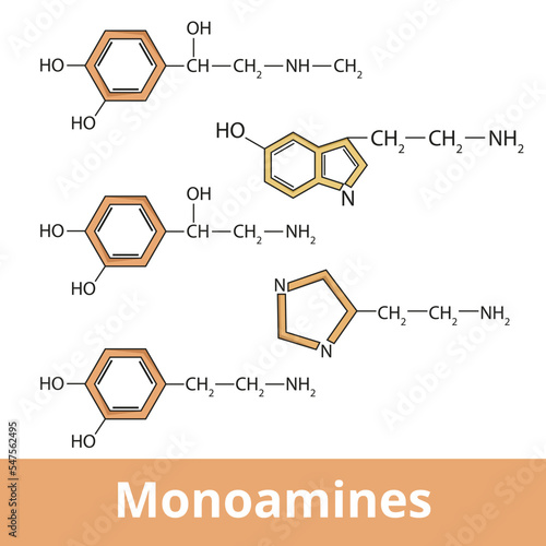Monoamines. Chemical structure of main biogenic amines including epinephrine, norepinephrine, dopamine (catecholamines), and serotonin with histamine. Neurotransmitters structure.