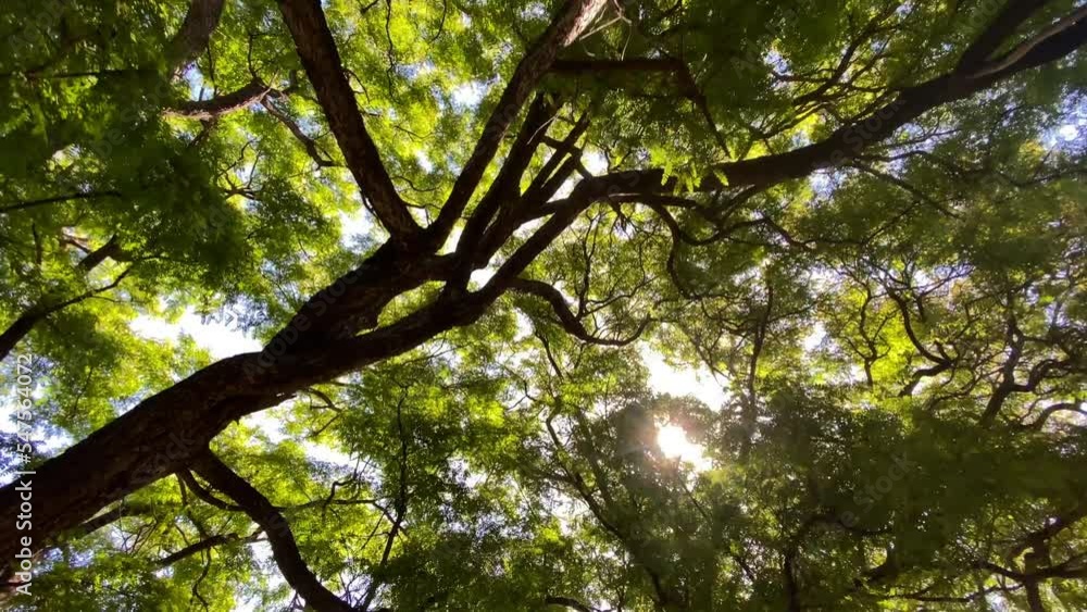 Passing under a large Gold Medallion tree in a park in Los Angeles