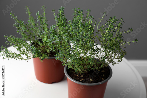 Aromatic green thyme in pots on white table