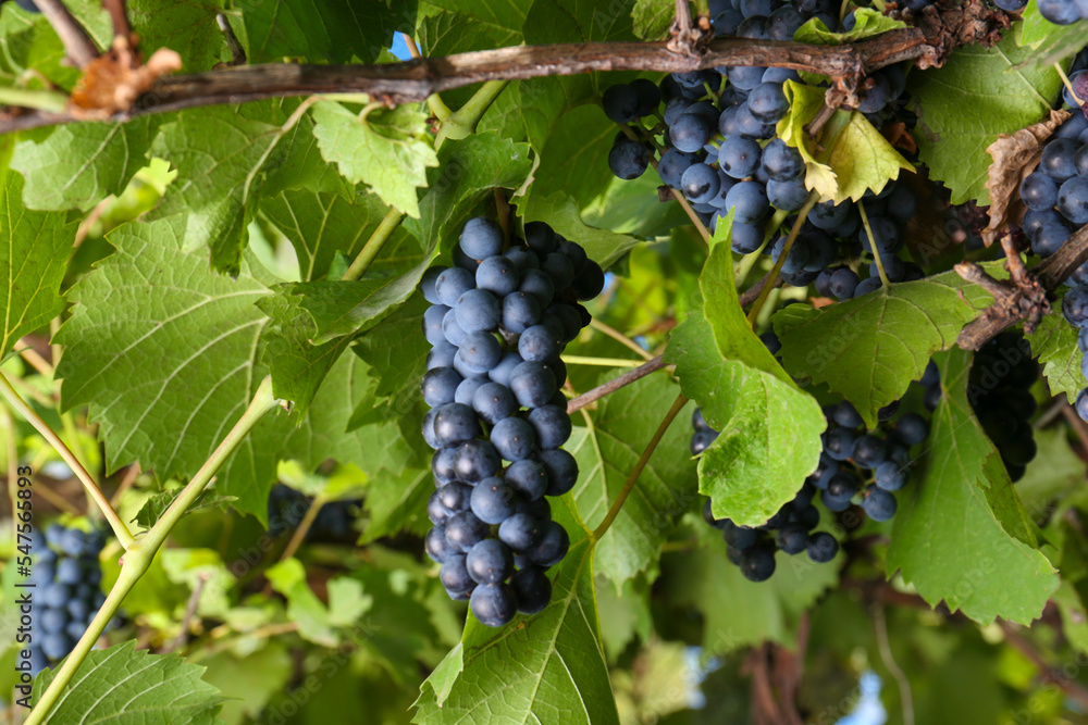 Ripe juicy grapes growing on branch in vineyard