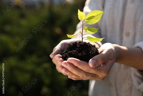 Woman holding soil with young green seedling, closeup. Planting tree