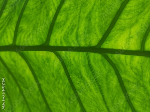 Green Leaf Texture Background with light behind