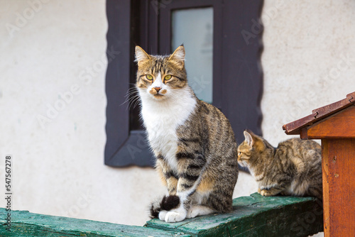 Cat  in Istanbul © Sergii Figurnyi