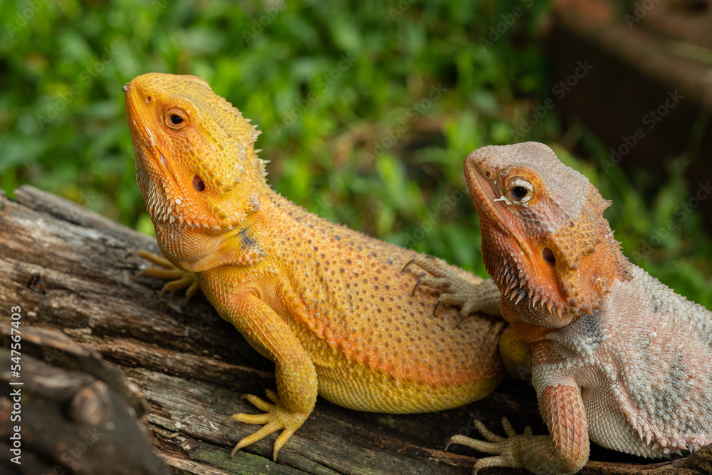bearded dragon on ground with blur background bearded dragon on ground with blur background