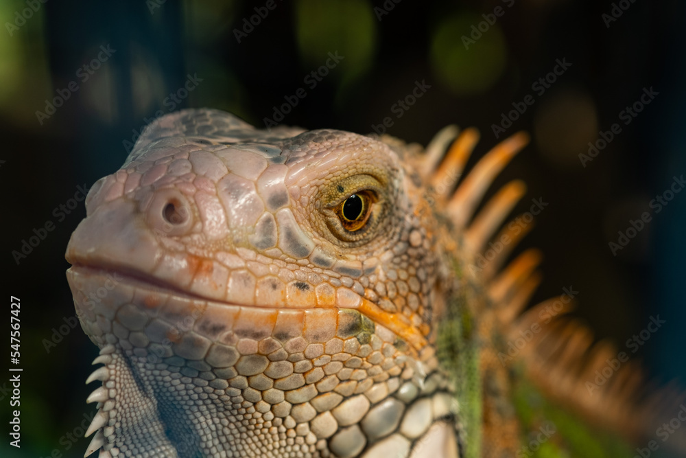 Obraz premium lizard, animal, green lizard with blur background