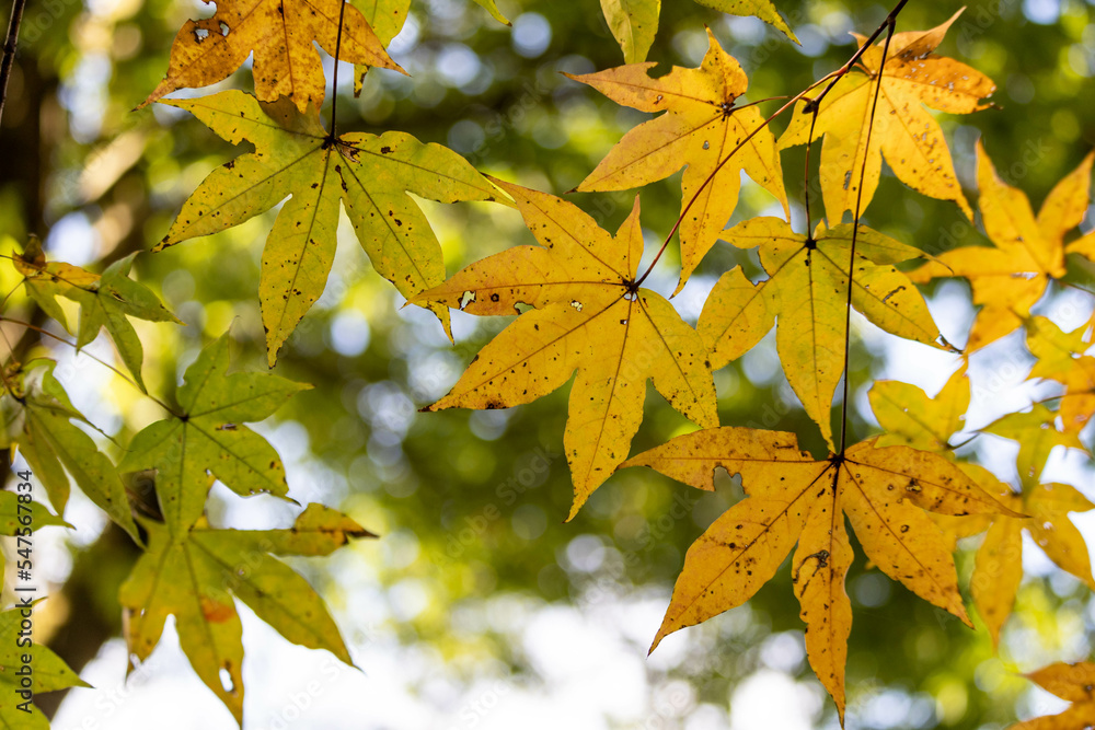 Fototapeta premium 色づき始めた公園の紅葉