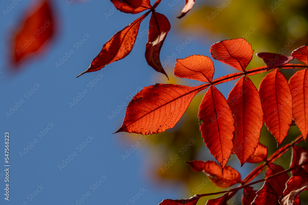 青空と赤く色づいた葉