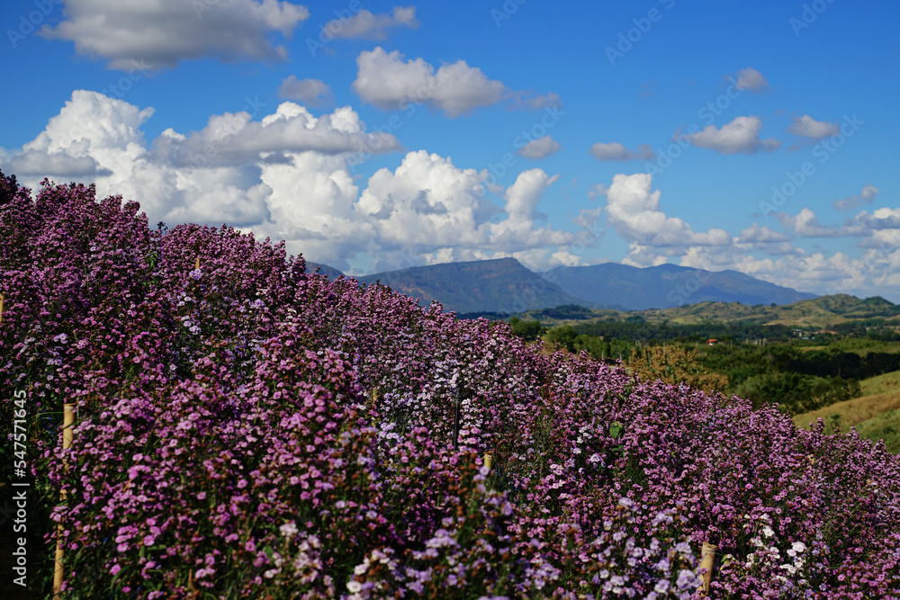 Fototapeta premium Margaret flower field On Khao Kho, Thailand Beautiful purple flowers, Margaret flowers, are popular for planting as ornamental plants. and convey sincerity, true love