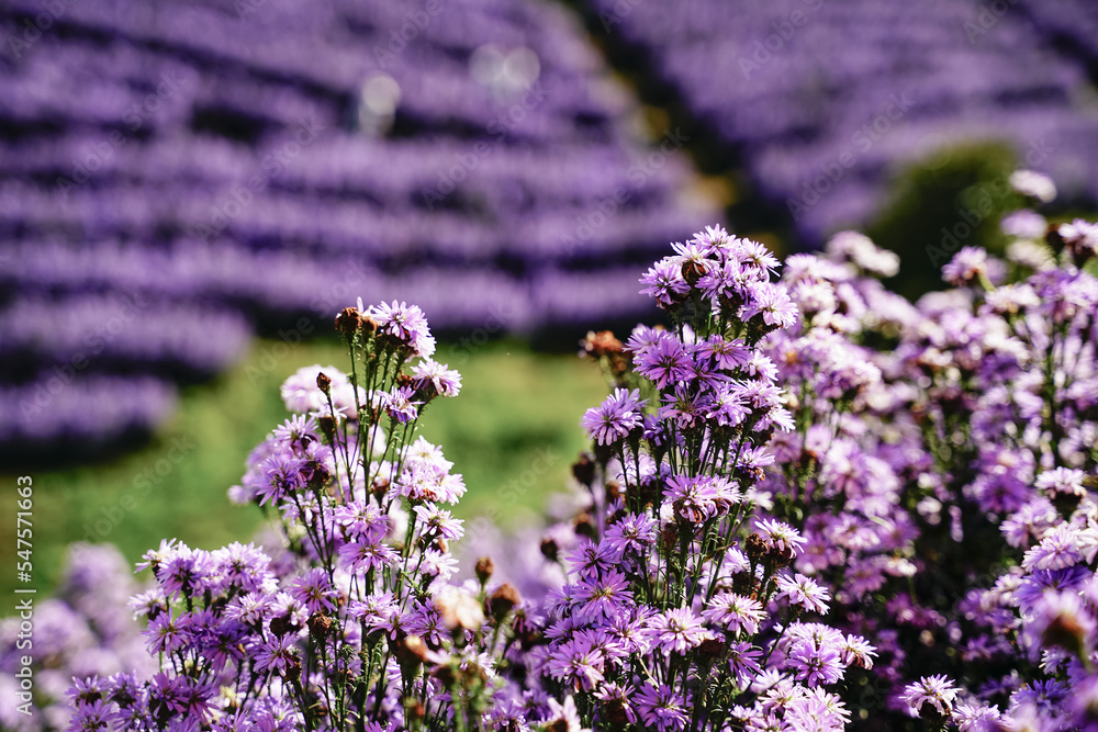 Obraz premium Margaret flower field On Khao Kho, Thailand Beautiful purple flowers, Margaret flowers, are popular for planting as ornamental plants. and convey sincerity, true love