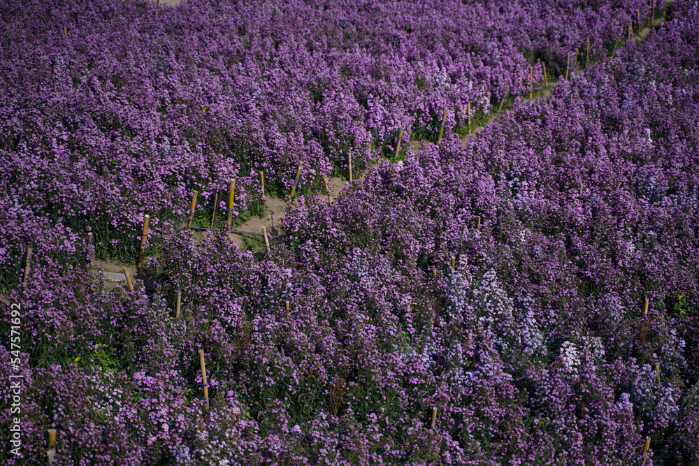 Obraz premium Margaret flower field On Khao Kho, Thailand Beautiful purple flowers, Margaret flowers, are popular for planting as ornamental plants. and convey sincerity, true love