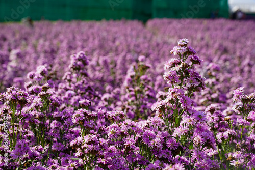Margaret flower field On Khao Kho, Thailand Beautiful purple flowers, Margaret flowers, are popular for planting as ornamental plants. and convey sincerity, true love