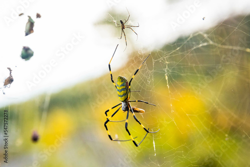 Beautiful japanese yellow joro spider in the net