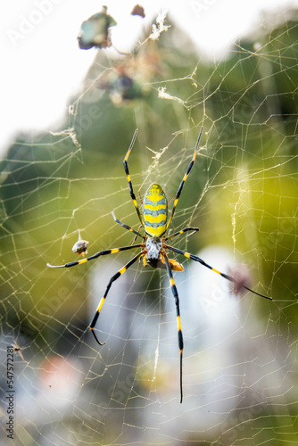 Beautiful japanese yellow joro spider in the net photo