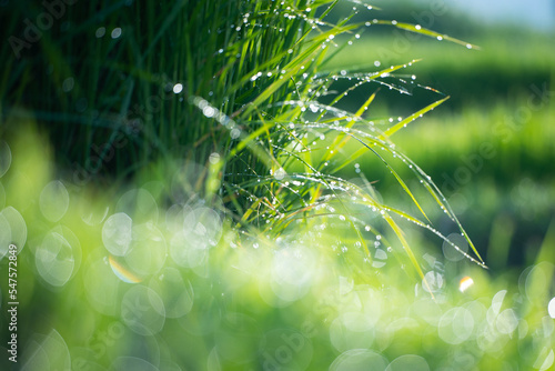 植物　雨