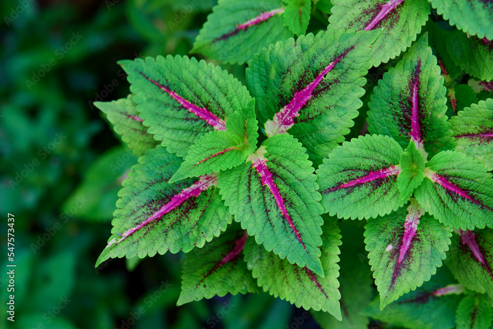 Close-up view of Coleus leaves Close-up view of Coleus leaves