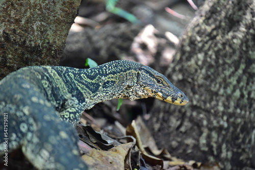 Lizard in the Bangkok Park