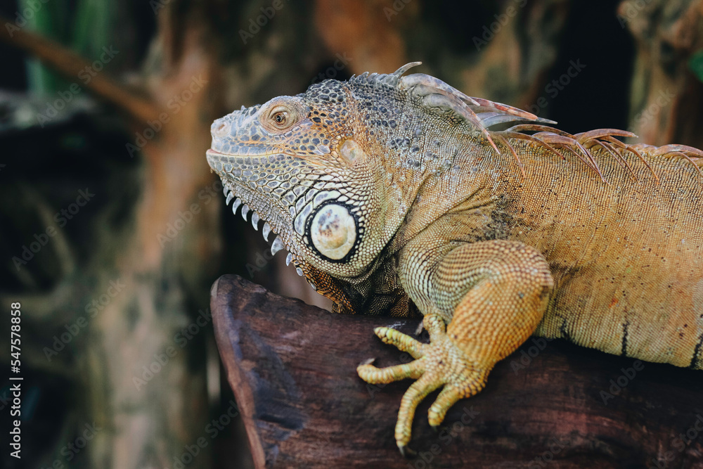 Fototapeta premium A portrait of an Iguana laying on a branch in the zoo