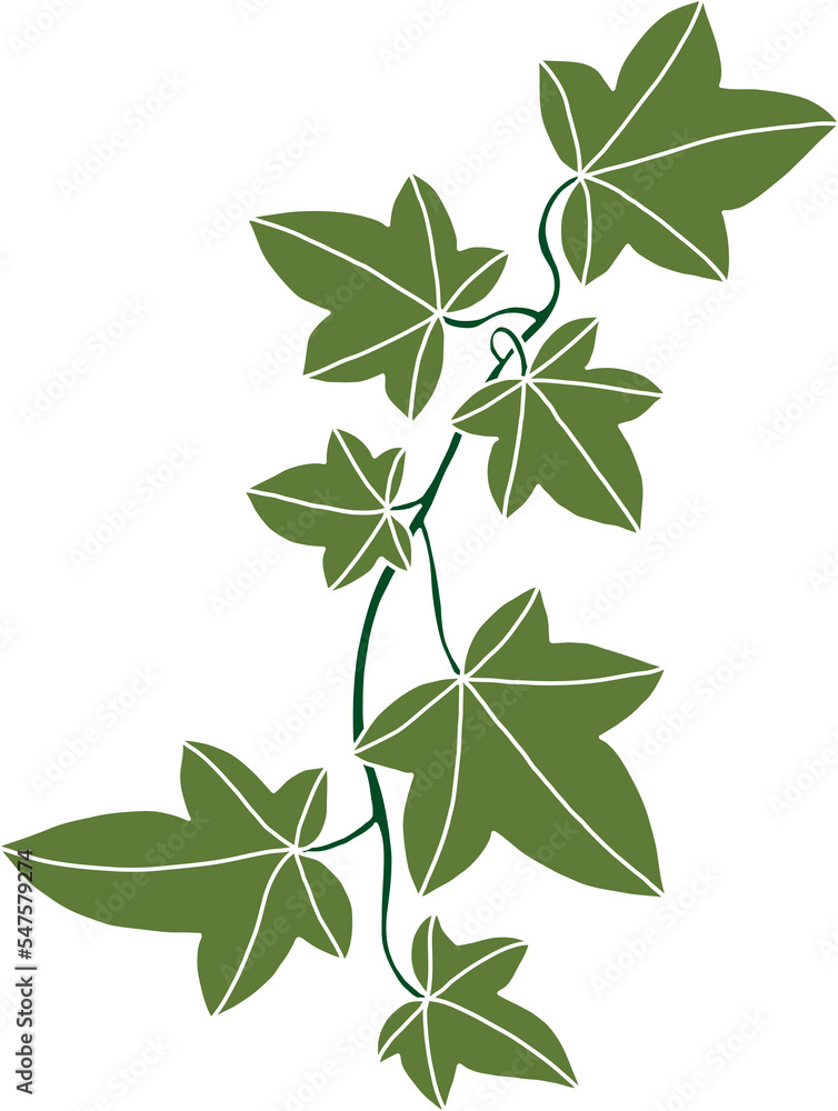 Simplicity ivy freehand drawing Simplicity ivy freehand drawing