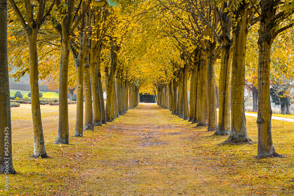 autumn trees in the park autumn trees in the park