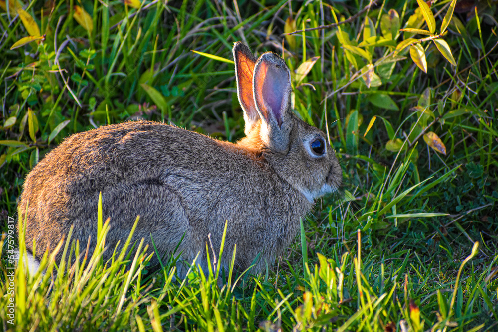 Fototapeta premium rabbit in the grass