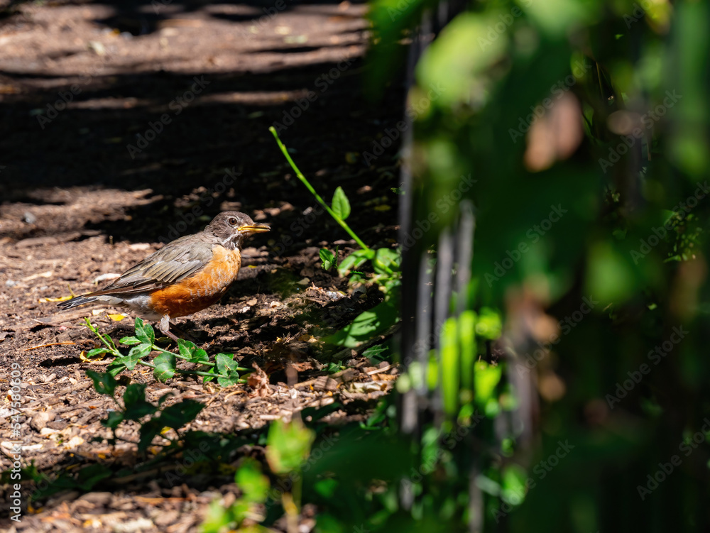 Close up shot of American Robin Close up shot of American Robin