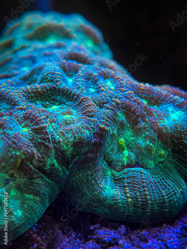Fototapeta Naklejka Na Ścianę i Meble -  Coral detail