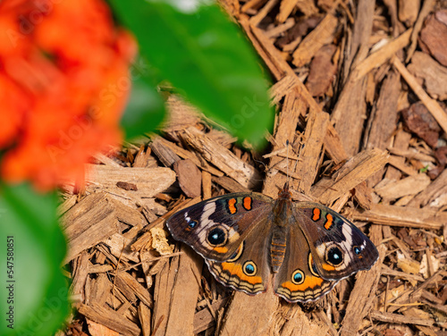 Close up shot of Junonia coenia butterfly photo