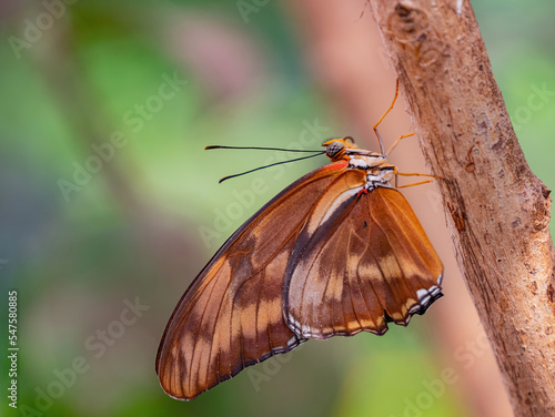 Close up shot of Junonia coenia butterfly photo