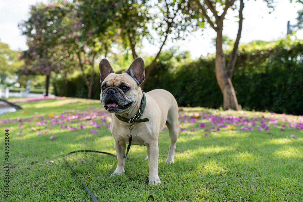 french bulldog standing at park looking away. french bulldog standing at park looking away.