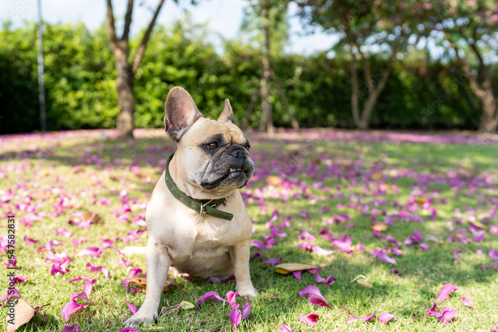 french bulldog puppy sitting on a grass