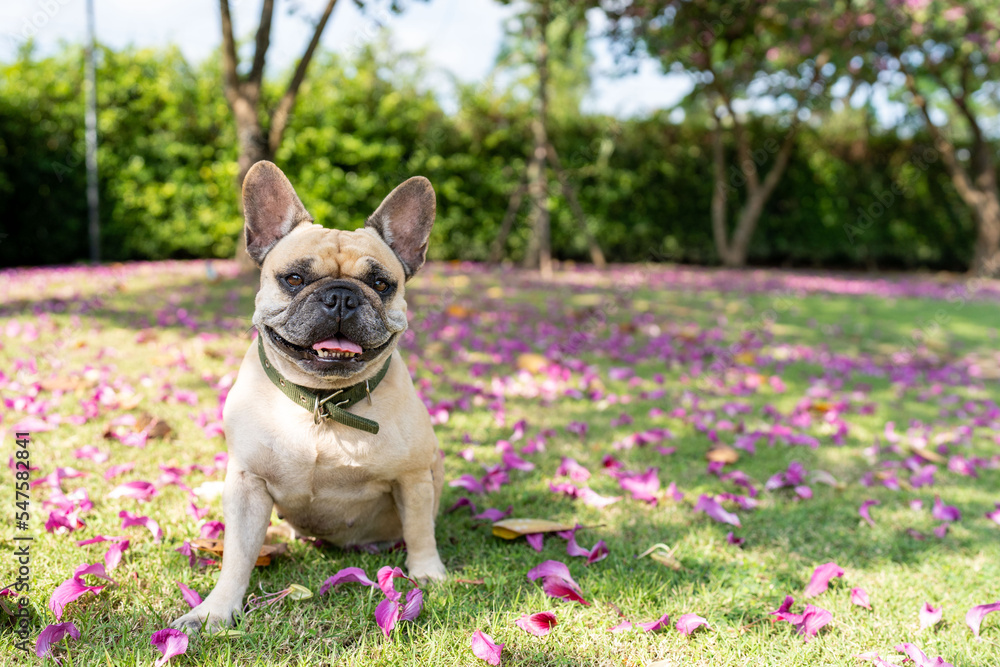 Smiling french bulldog puppy sitting on a grass Smiling french bulldog puppy sitting on a grass