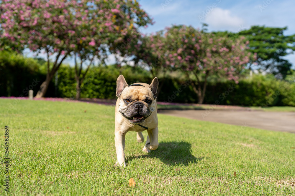 french bulldog puppy playing in the park
