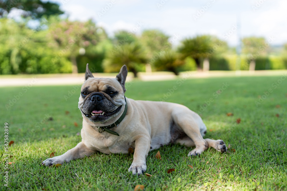 french bulldog lying at grass field.