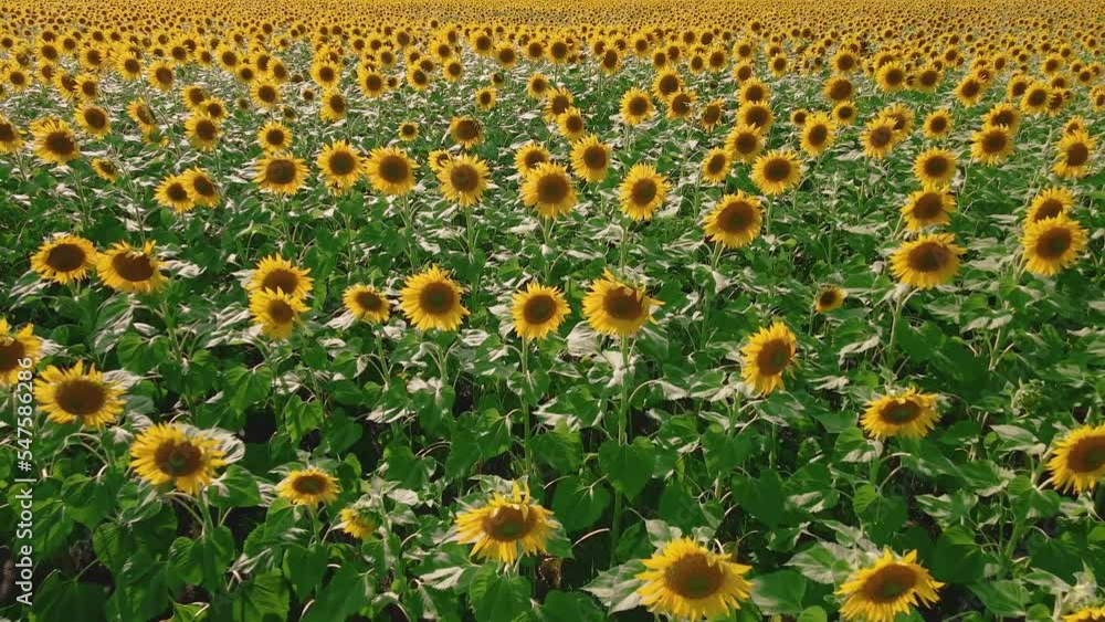 Sunflower fields and meadows. A video of an advertisement for sunflower and vegetable oil. Backgrounds and screensavers with large blooming sunflower buds with the rays of the sun. Sunflower seeds Sunflower fields and meadows. A video of an advertisement for sunflower and vegetable oil. Backgrounds and screensavers with large blooming sunflower buds with the rays of the sun. Sunflower seeds