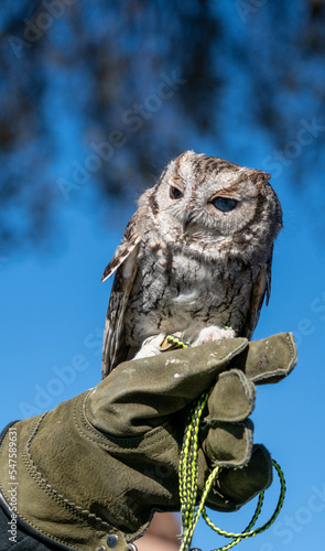 Screech Owl Perched on a Gloved Hand photo