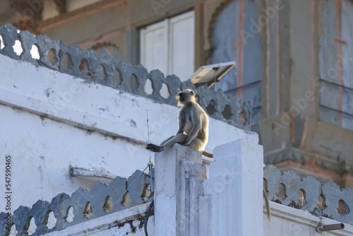 Photography A Gray Langur monkey sits on the historic building staircase railing