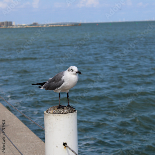 seagull on the pier