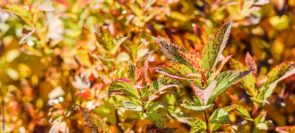 Yellow and red Spiraea leaves in the autumn garden. Blurred natural background Yellow and red Spiraea leaves in the autumn garden. Blurred natural background