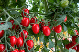 Small red tomatoes cherry in greenhouse