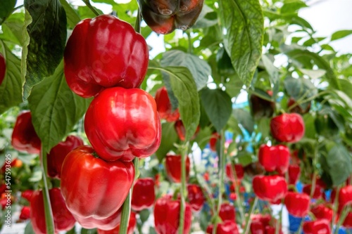 Fresh sweet red peppers, close up, hot paprika.