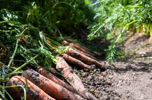 Fototapeta Naklejka Na Ścianę i Meble -  Close-up of recently cropped carrots in a garden