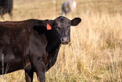 Fototapeta Naklejka Na Ścianę i Meble -  A cow grazing in a California Field